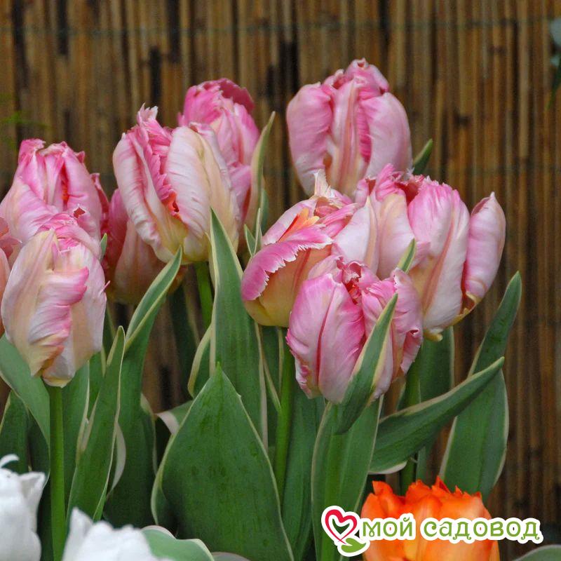 Тюльпан Сильвер Пэррот попугайный