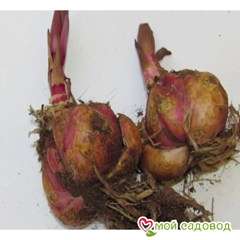 Лилия Мyнлит Элиганс