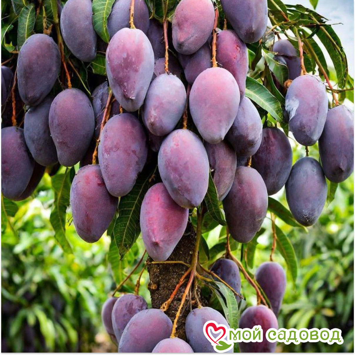 Слива Таежный Дар